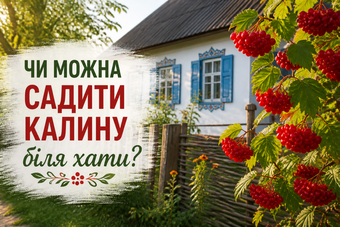 Чи можна садити калину біля хати: народні прикмети, реальність і практичні поради
